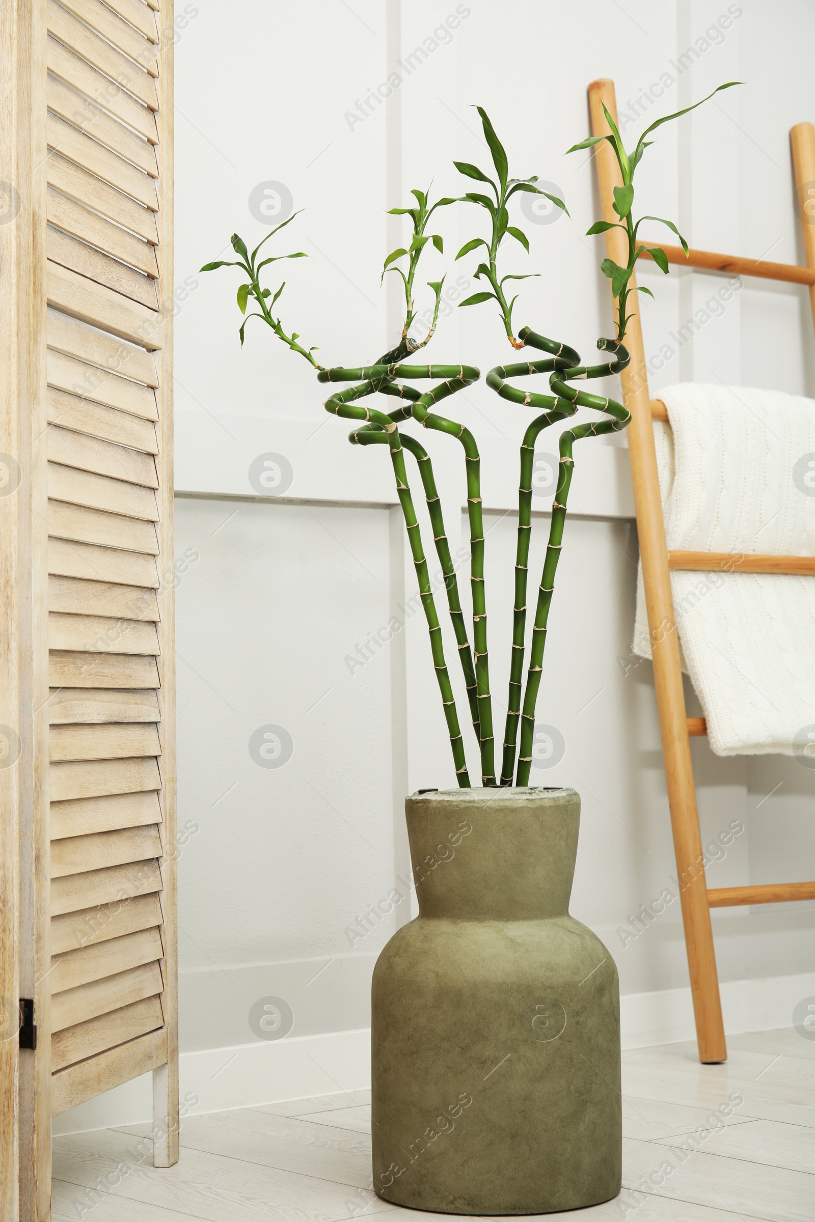 Photo of Vase with green bamboo stems, folding screen and ladder on floor in room. Interior design