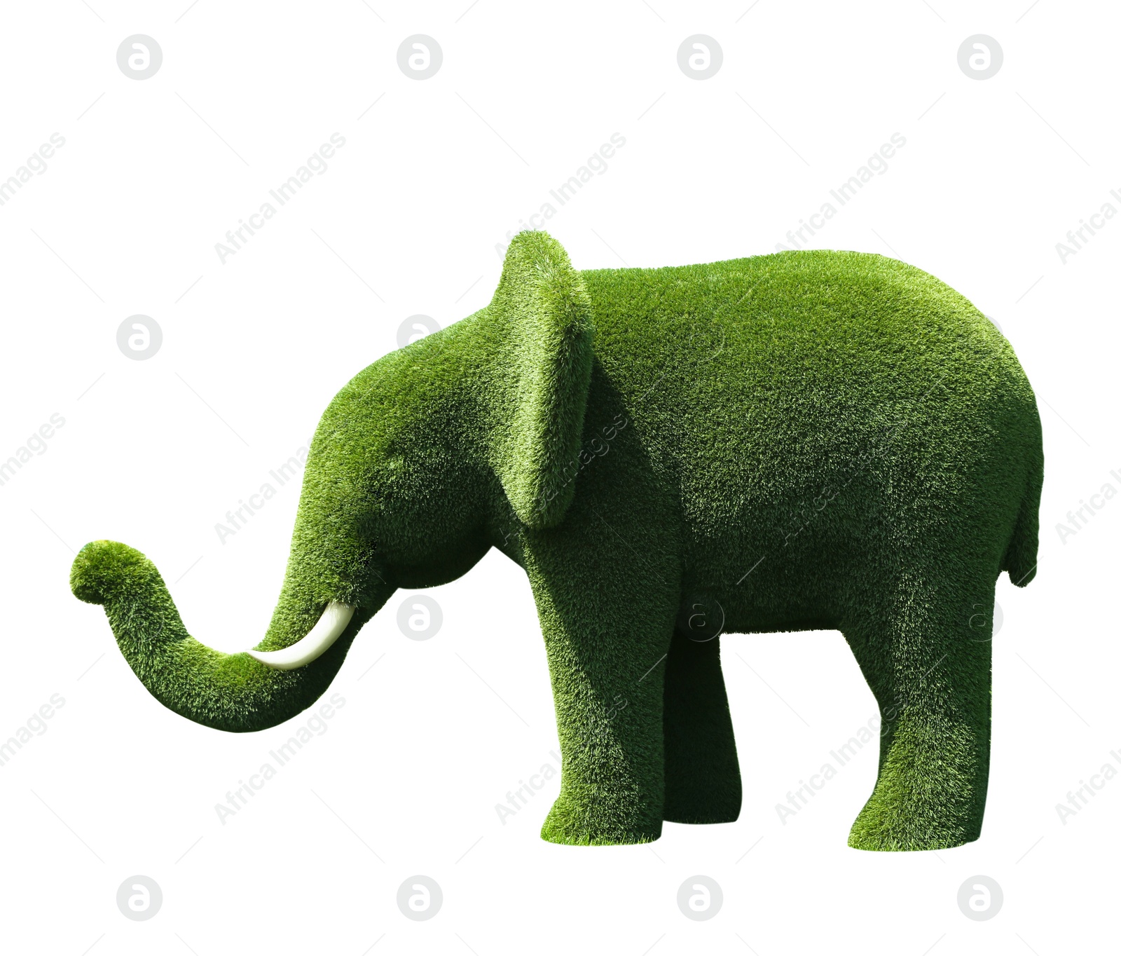 Image of Beautiful elephant shaped topiary isolated on white. Landscape gardening