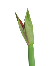 Photo of Beautiful fresh Hippeastrum flower bud isolated on white