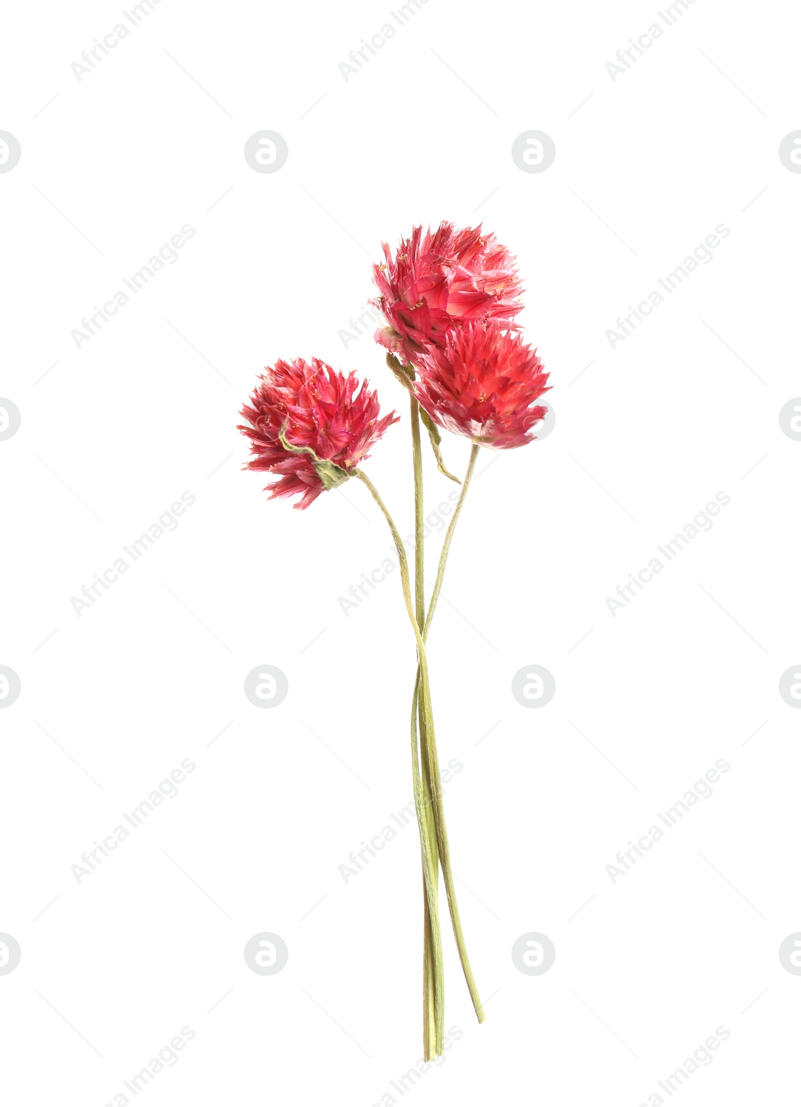 Photo of Beautiful red gomphrena flowers on white background