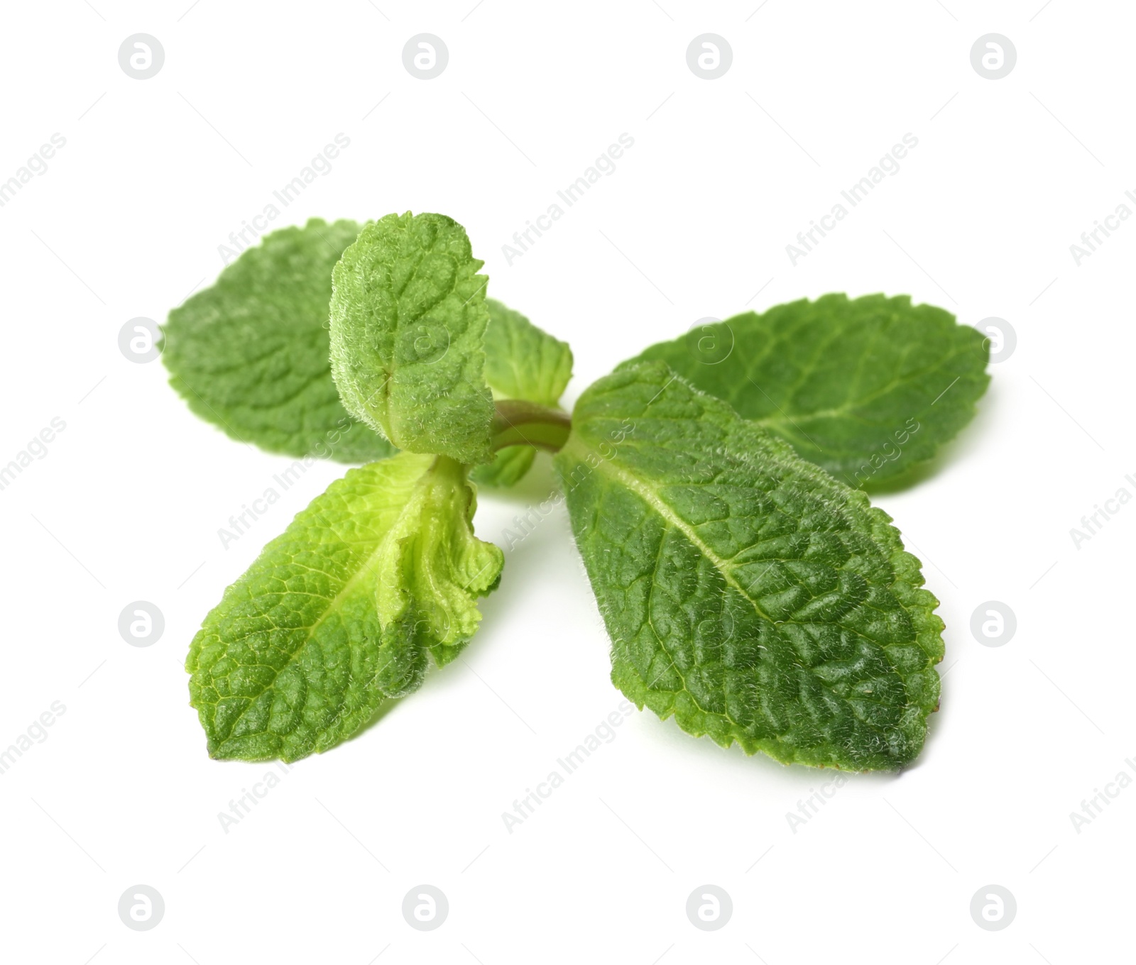 Photo of Twig of fresh mint isolated on white