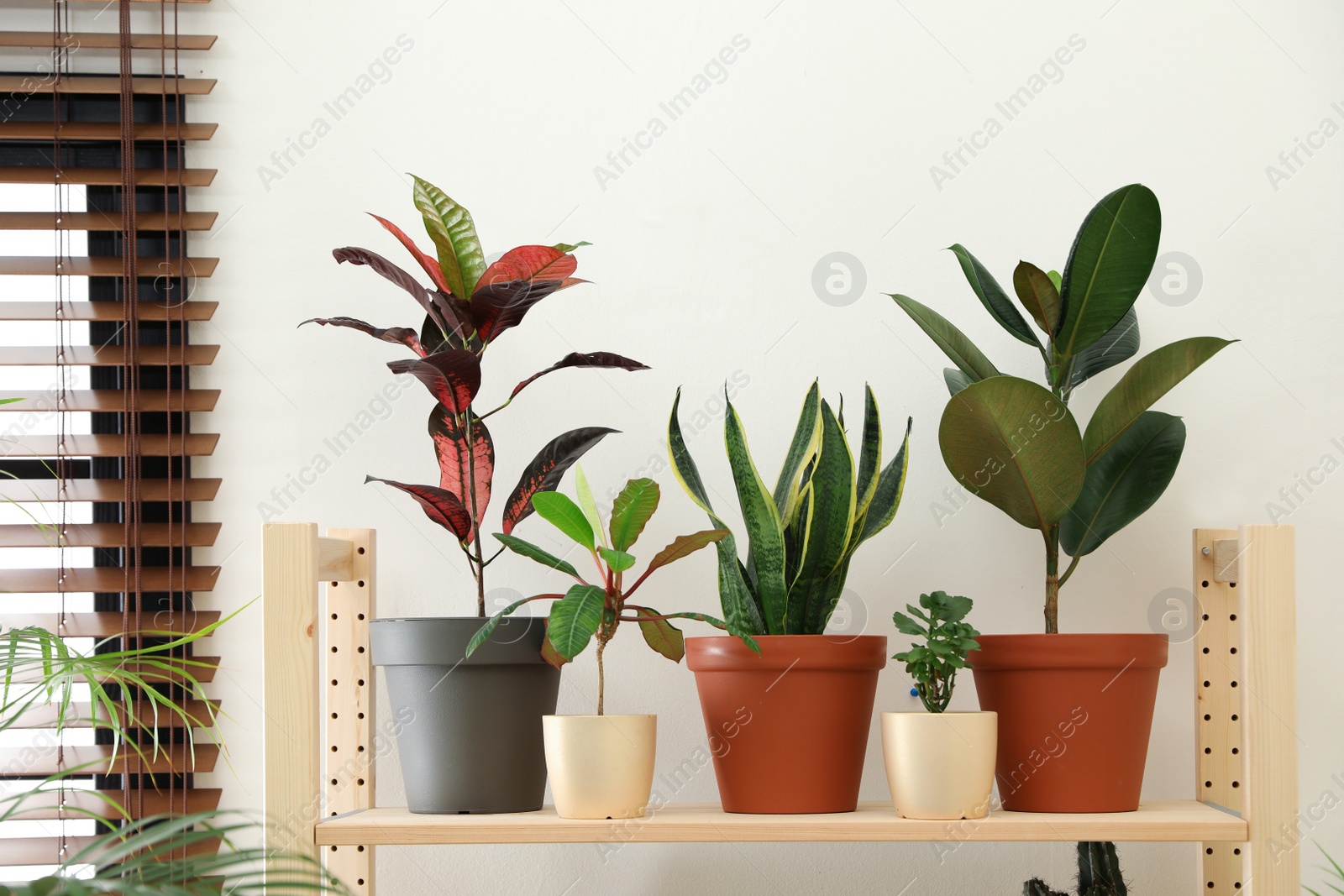 Photo of Different home plants on wooden shelf near light wall