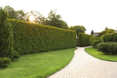 Picturesque landscape with brick path on sunny day. Gardening idea