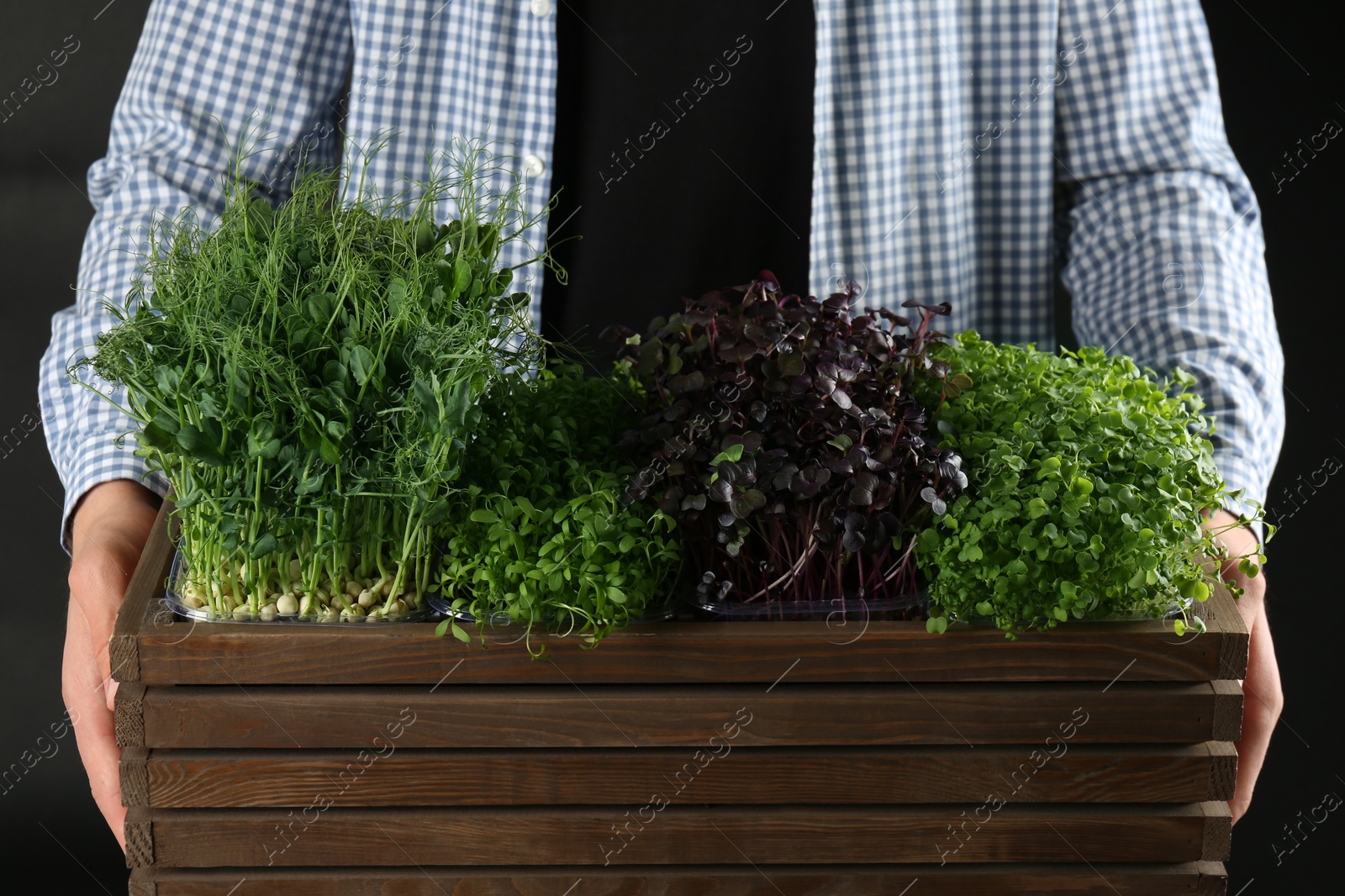 Photo of Man with wooden crate of different fresh microgreens on black background, closeup