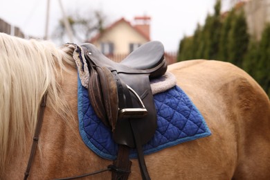 Photo of Horse with saddle outdoors, closeup. Lovely domesticated pet