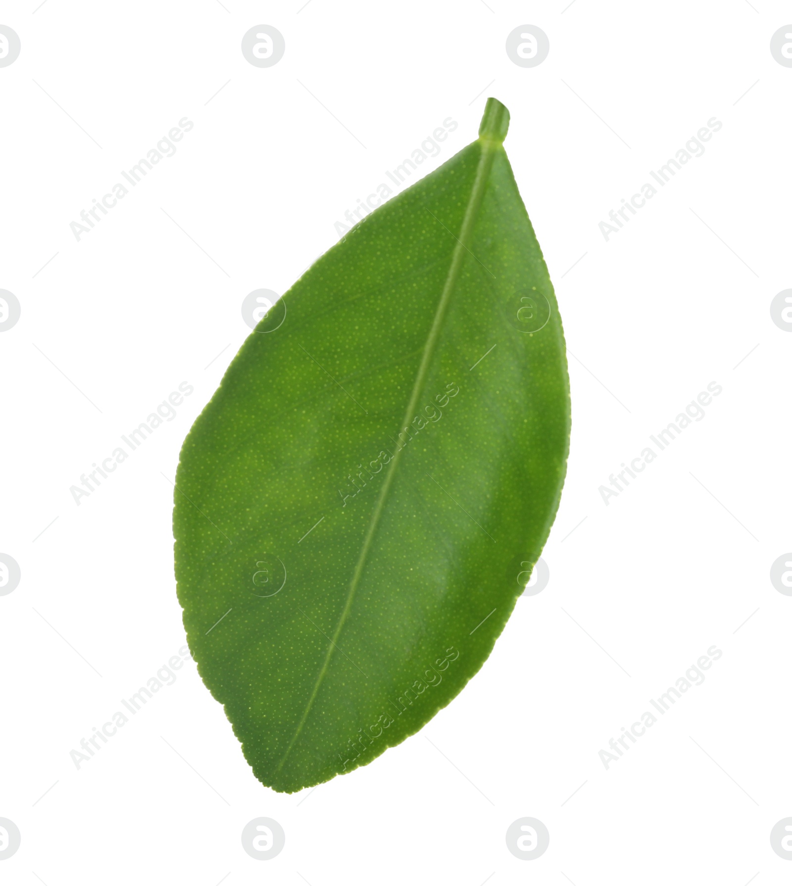 Photo of Fresh green orange leaf isolated on white