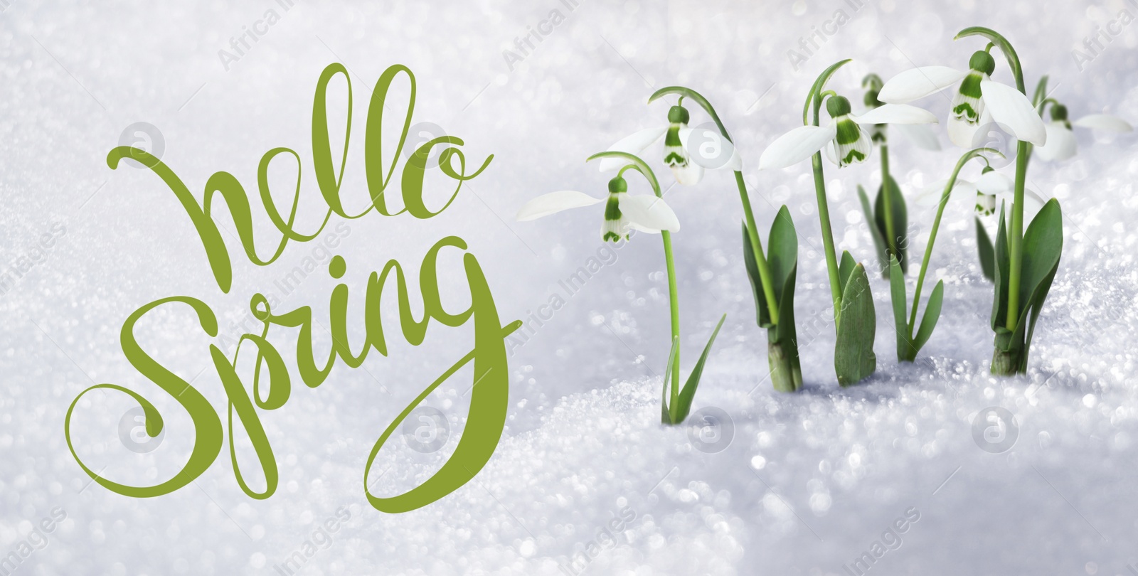 Image of Hello Spring. Beautiful tender spring snowdrops growing through snow, banner design 