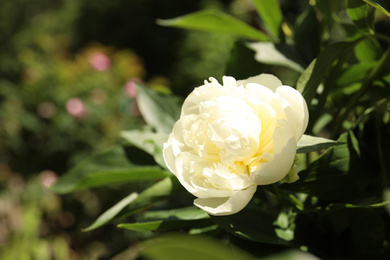 Closeup view of blooming white peony bush outdoors