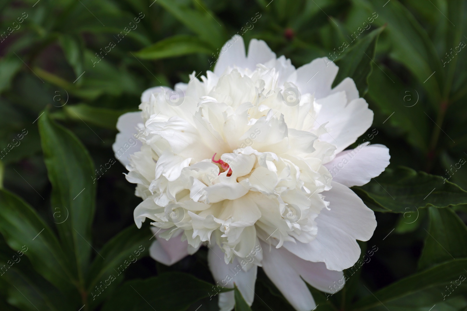 Photo of Beautiful blooming white peony growing in garden, closeup