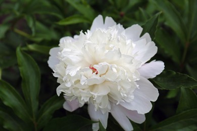 Photo of Beautiful blooming white peony growing in garden, closeup