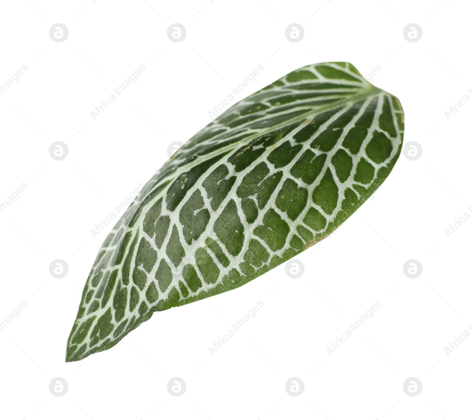 Photo of Leaf of tropical fittonia plant on white background