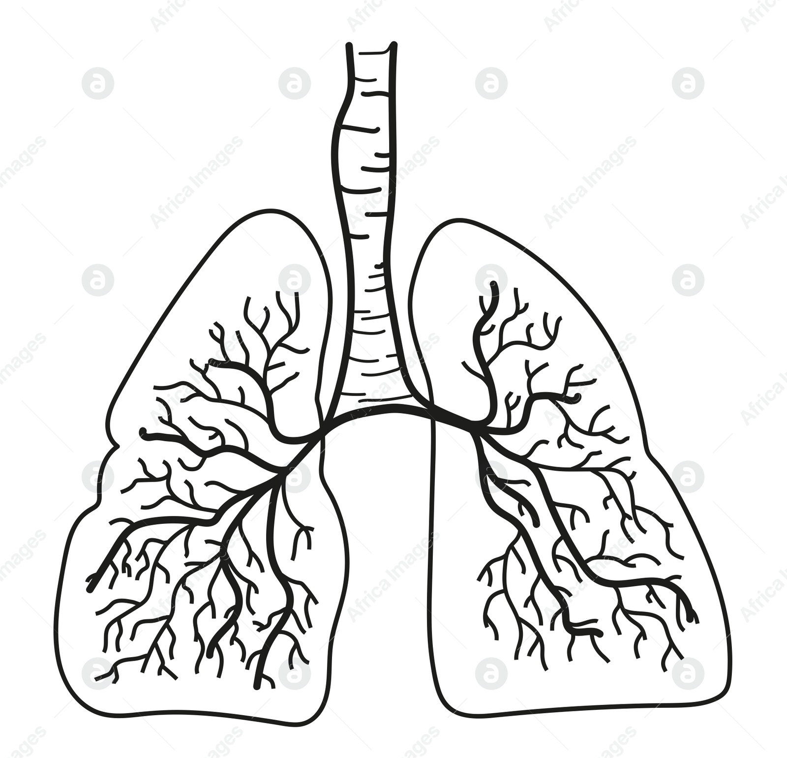 Illustration of  human lungs on white background