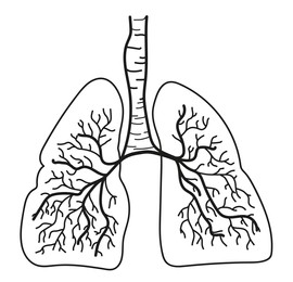 Illustration of human lungs on white background