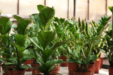 Many different beautiful potted plants in greenhouse