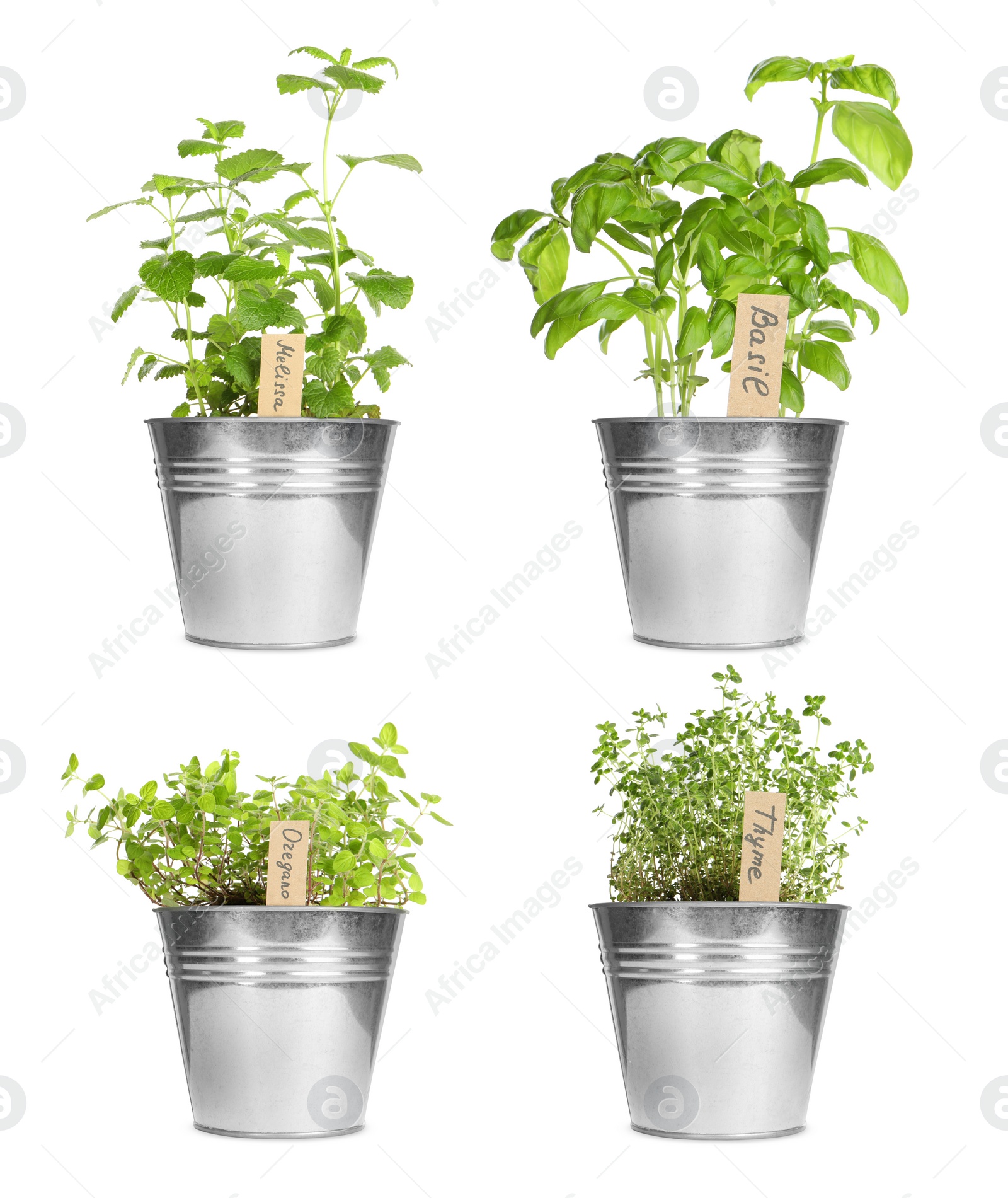 Image of Collage with different herbs growing in pots isolated on white. Thyme, oregano, melissa and basil