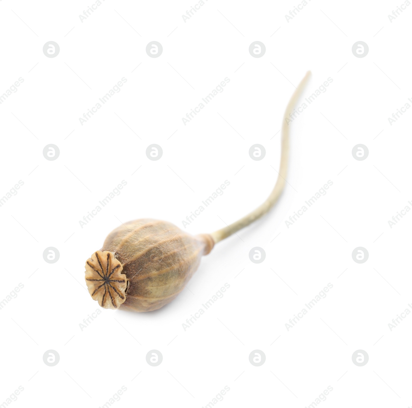 Photo of Dried poppy pod with seeds on white background