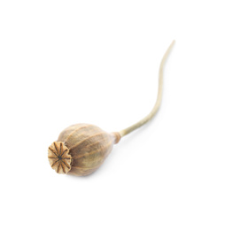 Dried poppy pod with seeds on white background