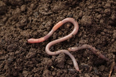 Photo of Earthworms crawling on wet soil. Terrestrial invertebrates