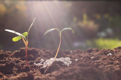 Photo of Young sprouts growing in soil with granulated fertilizer on sunny day, closeup