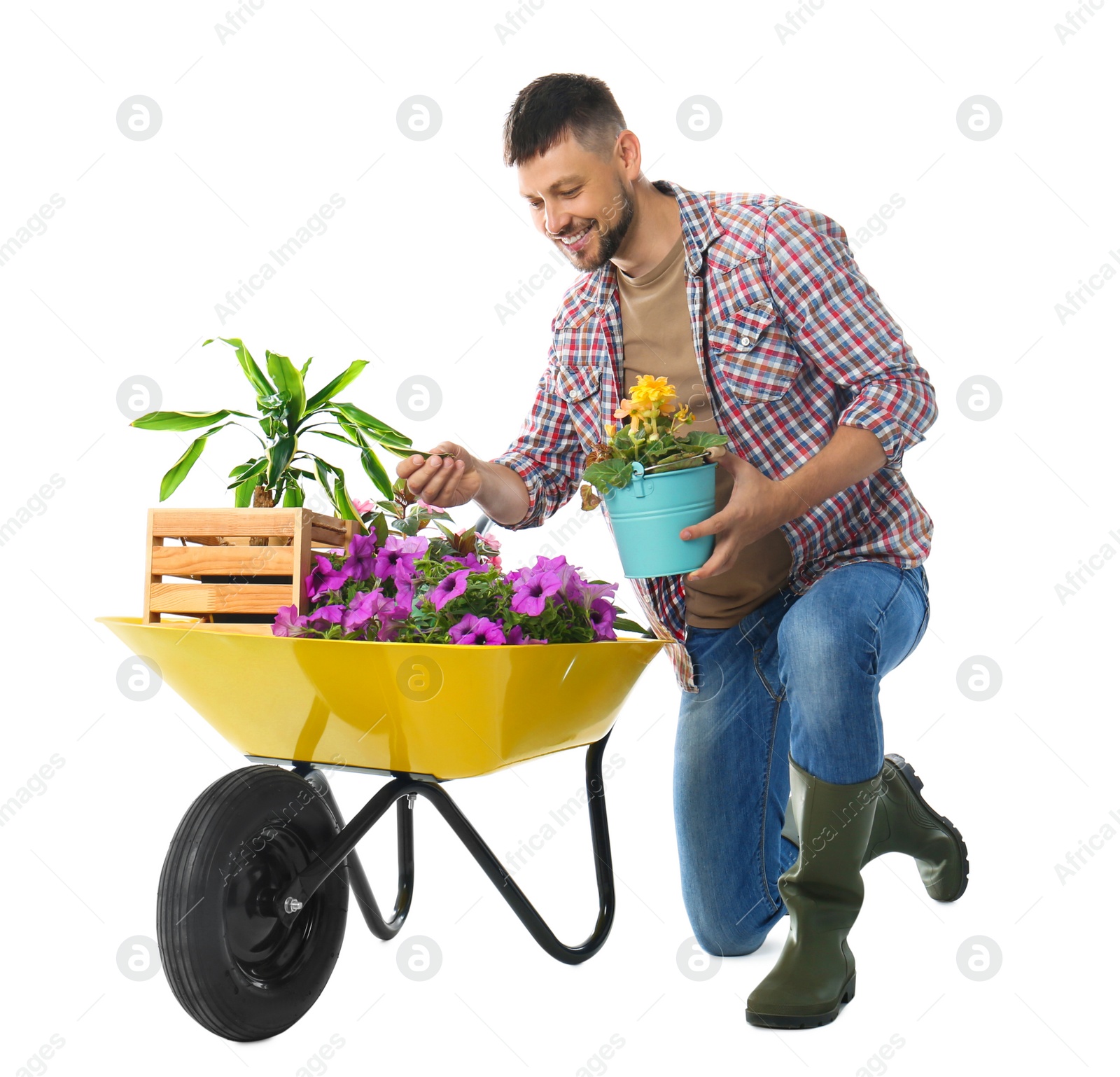 Photo of Male gardener with wheelbarrow and plants on white background