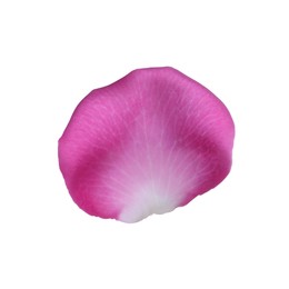 Photo of Pink rose flower petal on white background