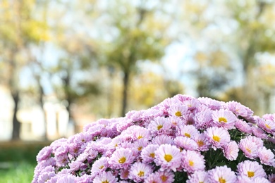 Photo of Beautiful bouquet of colorful chrysanthemum flowers outdoors