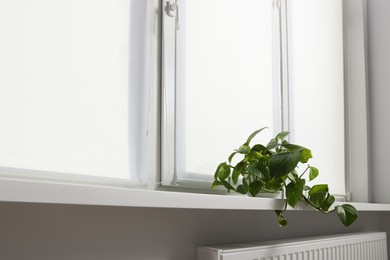 Photo of Window with blinds and potted Epipremnum plant on sill indoors