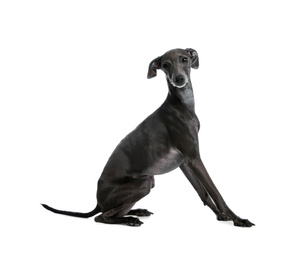 Photo of Cute Italian Greyhound dog on white background