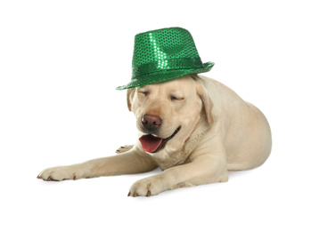 Photo of Labrador retriever with leprechaun hat on white background. St. Patrick's day