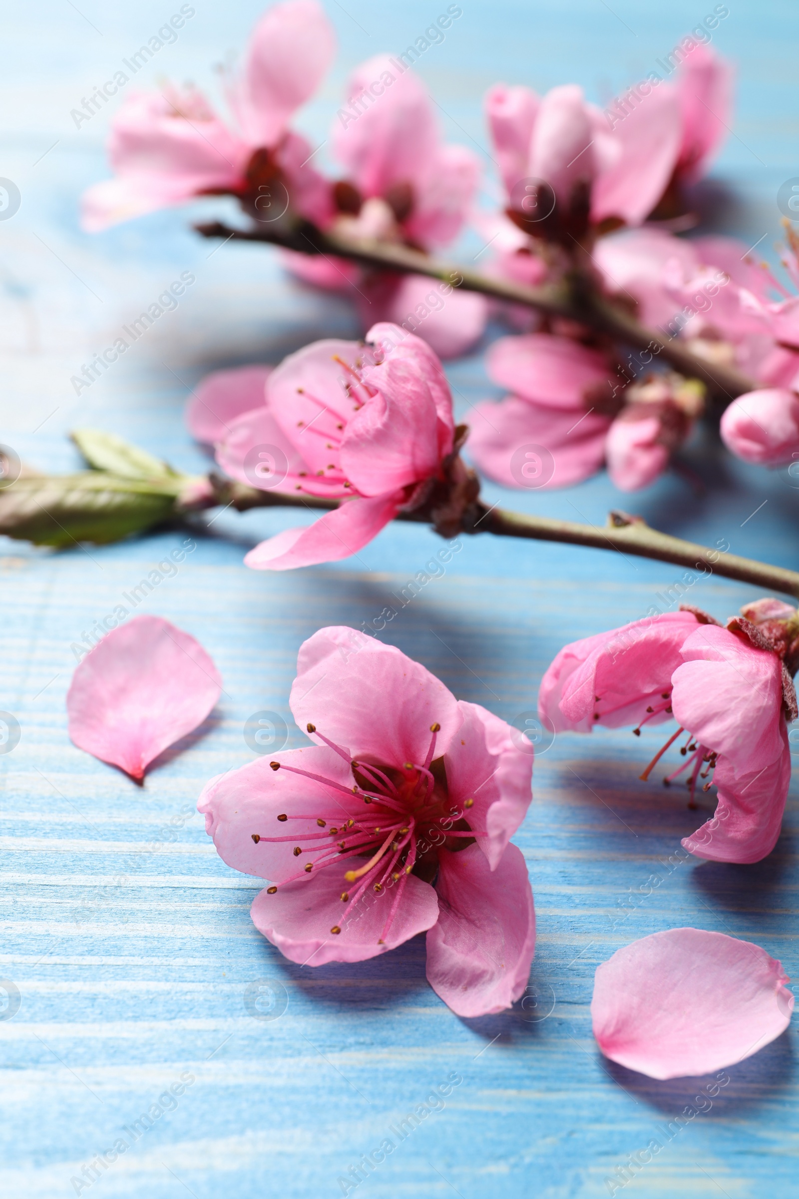 Photo of Beautiful sakura tree blossoms on light blue wooden background, closeup