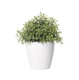 Photo of Artificial potted rosemary on white background. Home decor