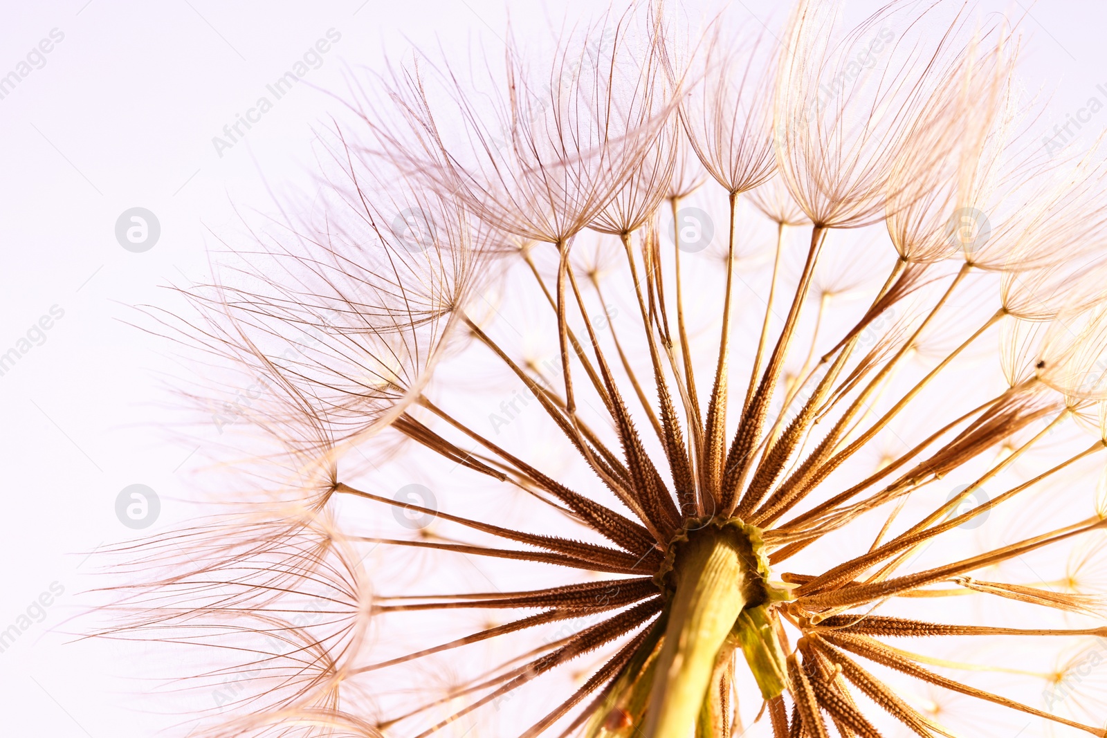 Photo of Dandelion seed head on light background, close up