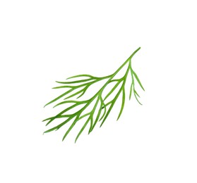 Photo of Sprig of fresh dill isolated on white