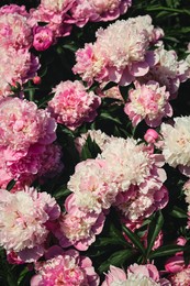 Photo of Wonderful blooming pink peonies as background, closeup