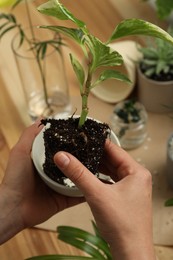 Photo of Woman holding house plant with soil and bowl above table, closeup