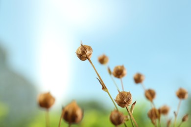 Photo of Beautiful dry flax plants against blurred background, closeup