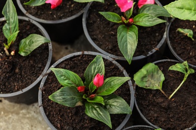 Photo of Blooming flowers growing in pots with soil, top view