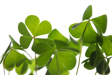 Photo of Clover leaves on white background, closeup. St. Patrick's Day symbol