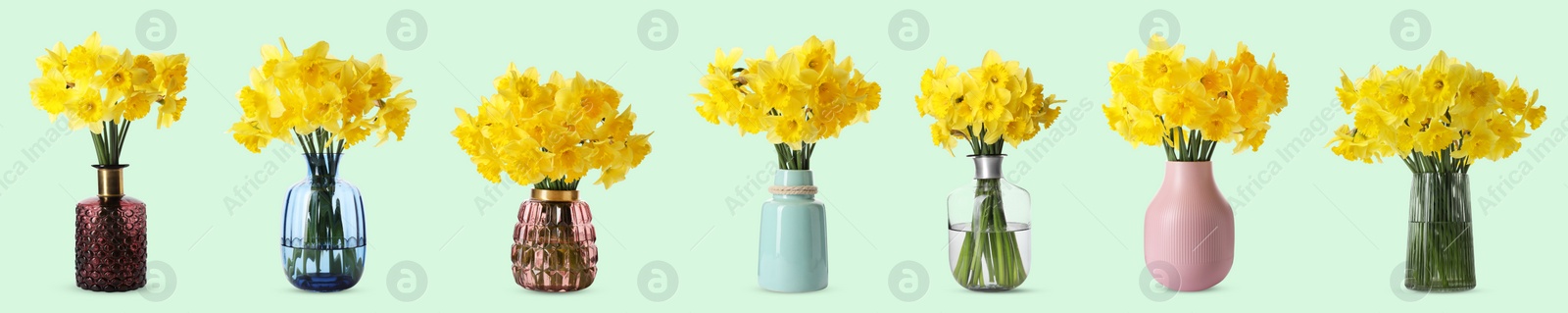 Image of Collage of stylish vases with beautiful daffodil bouquets on pale green background. Banner design