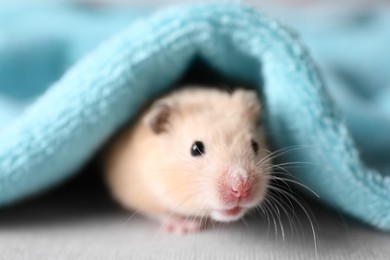 Photo of Adorable hamster under soft light blue towel