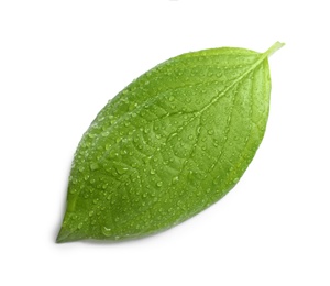 Photo of Green leaf with dew on white background