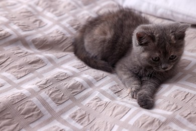 Photo of Cute fluffy kitten lying on bed. Space for text