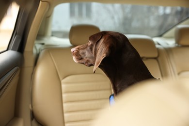 Photo of Cute German Shorthaired Pointer dog waiting for owner on backseat of car. Adorable pet