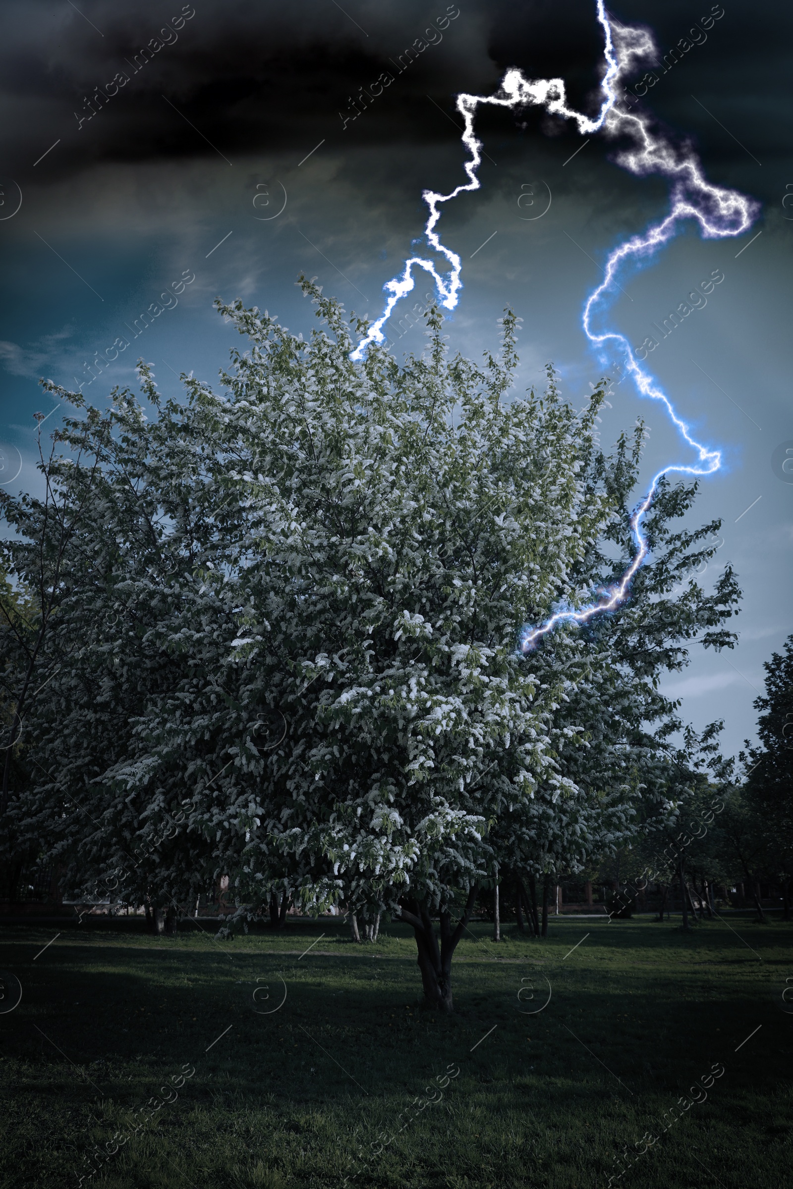 Image of Dark cloudy sky with lightning striking tree. Thunderstorm