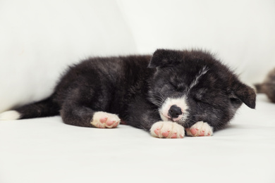 Photo of Akita inu puppy sleeping on sofa. Cute dog