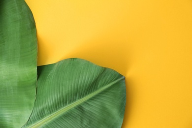 Photo of Fresh green banana leaves on color background, flat lay with space for text. Tropical foliage