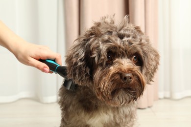 Photo of Woman brushing her cute Maltipoo dog at home, closeup. Lovely pet