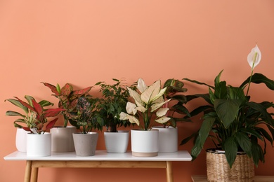 Different houseplants on table near orange coral wall