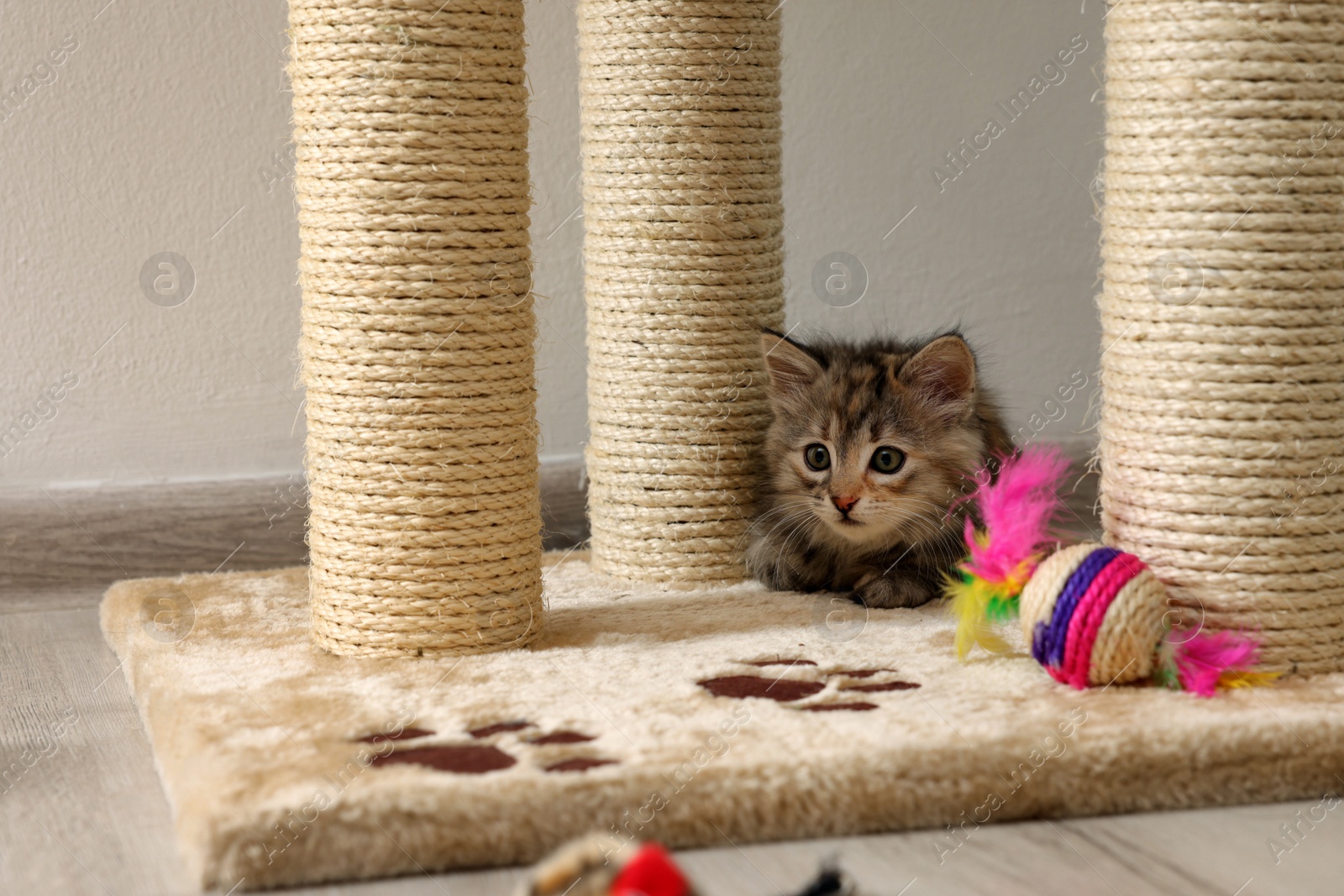 Photo of Cute fluffy kitten with toy near cat tree at home