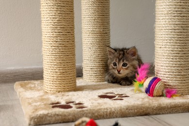 Photo of Cute fluffy kitten with toy near cat tree at home